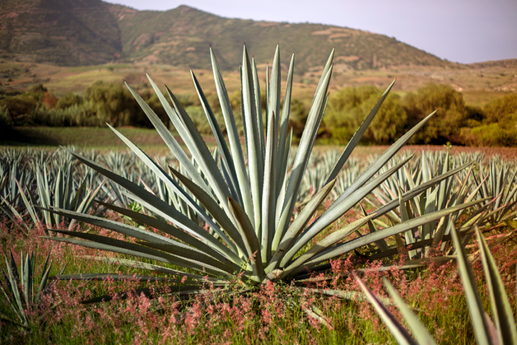 Agave Mezcalero