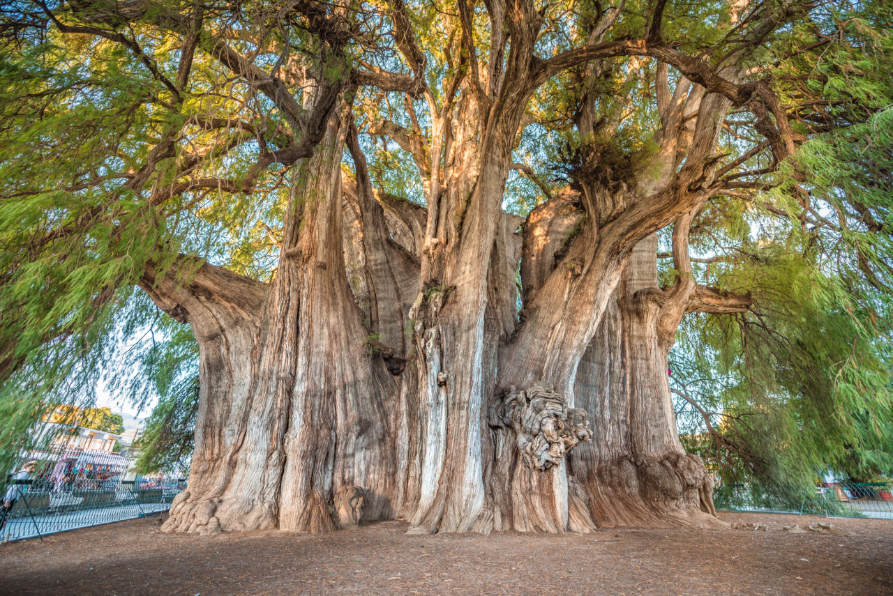 Árbol del Tule